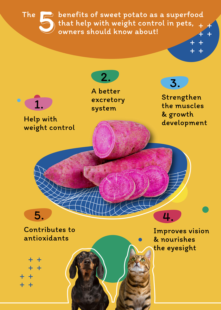 Did you know? Sweet potatoes have the ability to control a pet’s weight?  The majority of pet owners probably face the problem of overweight pets, which often leads to other major health issues. This makes the topic of pet food even more important and pet owners should be aware about the ingredients in them. So today, we would like to introduce you to the advantages of sweet potatoes; the best ingredient for weight control in pets. Moreover, it has become one of the fastest growing, most interesting, main ingredients in the industry of pet food.  Besides being one of the greatest superfoods for human, sweet potatoes are also included in pet food. It can be seen that sweet potatoes are often used as an important ingredient in the pet food industry. Sweet potatoes are rich in nutrients that are essential for a pet’s health and serves well with the Limited Ingredient Diet (LID), which has been a great challenge for animal-feed manufacturers in limiting certain nutrients that may cause pet allergies, but still need to maintain a complete nutritious diet in pet food. In fact, sweet potatoes are beneficial for pets as follows.  1. Help with weight control First off, sweet potatoes help directly with weight control in pets. Sweet potatoes are so rich in fiber, which can make pets feel full quite rapidly and reduce overeating.   2. A better excretory system Sweet potatoes contain natural fibers. Besides helping with weight control, it can also help with the pet’s excretory system. Pets benefit from sweet potatoes in constipation and excretion reduction, which can be a common health issue in pets.  3. Strengthen the muscles & growth development Other than that, sweet potatoes are also rich in nutrients and proteins. These natural nutrients and proteins contribute to muscle strengthening and growth development, keeping pets strong and healthy.  4. Improves vision & nourishes the eyesight Beta-carotene can also be found in sweet potatoes and is one of the main nutrients. Beta-carotene helps increase better vision, nourishes the eyesight, and reduces a variety of different eye problems in pets.  5. Contributes to antioxidants Last but not least, sweet potatoes contribute highly to antioxidants. Antioxidants contains anthocyanin that helps fight off cancer and slow downs the aging process in pets.    Tips: Is it possible for pets to eat raw sweet potatoes?  Although sweet potatoes contain many benefits toward pets, it is not recommended to feed them raw. They can be hard to chew, which is prone to choking and can also difficult to digest.   Therefore, choosing the right pet food that contains sweet potatoes as an ingredient is highly recommended. It can be another healthy option for your pet and is much safer.  Source  https://www.petfoodindustry.com/articles/6037-pet-food-ingredients-from-superfood-plants?v=preview  https://www.petfoodindustry.com/articles/7395-superfoods-growing-fast-as-cat-food-trends?v=preview  https://www.petfoodindustry.com/articles/6759-limited-ingredient-diet-pet-food-options-analyzed